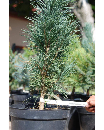 Сосна звичайна Фастігіата | Сосна обыкновенная Фастигиата | Pinus sylvestris Fastigiata