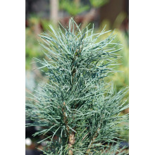 Сосна звичайна Фастігіата | Сосна обыкновенная Фастигиата | Pinus sylvestris Fastigiata