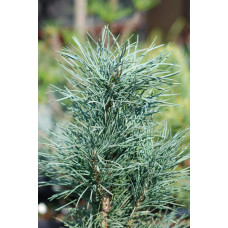 Сосна звичайна Фастігіата | Сосна обыкновенная Фастигиата | Pinus sylvestris Fastigiata