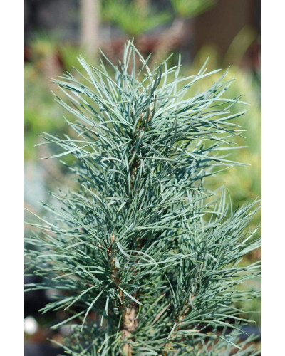 Сосна звичайна Фастігіата | Сосна обыкновенная Фастигиата | Pinus sylvestris Fastigiata