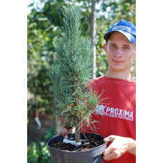 Сосна звичайна Фастігіата | Сосна обыкновенная Фастигиата | Pinus sylvestris Fastigiata