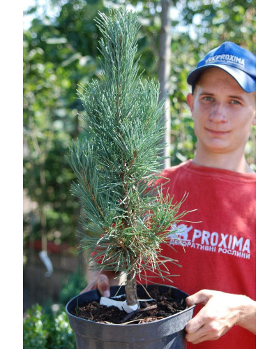 Сосна звичайна Фастігіата | Сосна обыкновенная Фастигиата | Pinus sylvestris Fastigiata