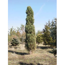 Сосна звичайна Фастігіата | Сосна обыкновенная Фастигиата | Pinus sylvestris Fastigiata