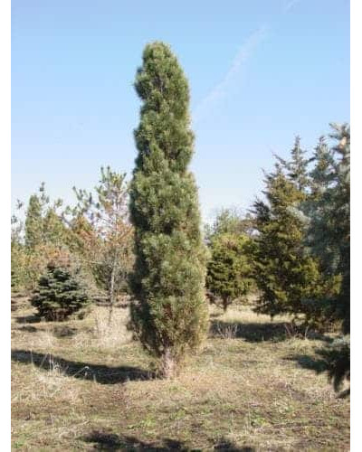 Сосна звичайна Фастігіата | Сосна обыкновенная Фастигиата | Pinus sylvestris Fastigiata