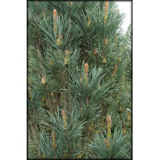 Сосна звичайна Фастігіата | Сосна обыкновенная Фастигиата | Pinus sylvestris Fastigiata