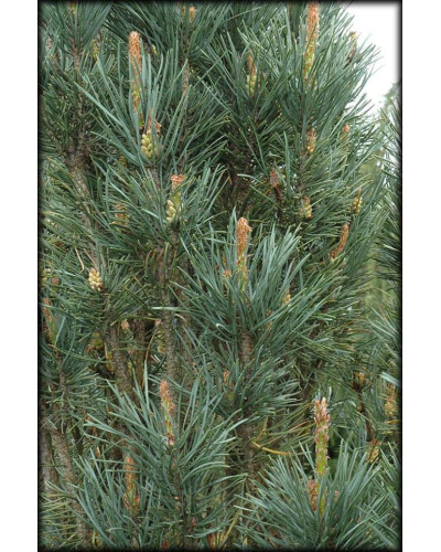 Сосна звичайна Фастігіата | Сосна обыкновенная Фастигиата | Pinus sylvestris Fastigiata