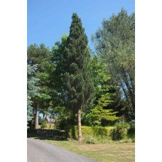 Сосна звичайна Фастігіата | Сосна обыкновенная Фастигиата | Pinus sylvestris Fastigiata