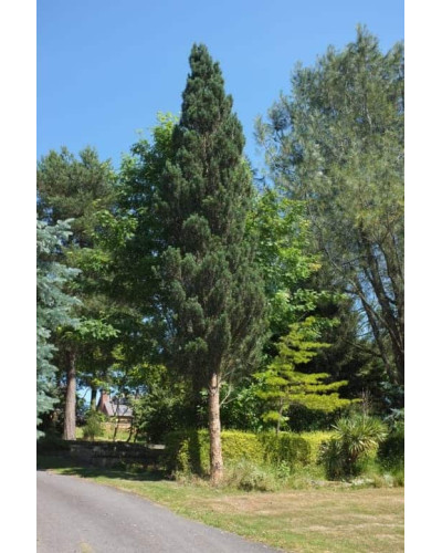 Сосна звичайна Фастігіата | Сосна обыкновенная Фастигиата | Pinus sylvestris Fastigiata