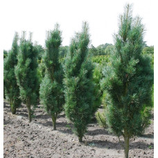 Сосна звичайна Фастігіата | Сосна обыкновенная Фастигиата | Pinus sylvestris Fastigiata