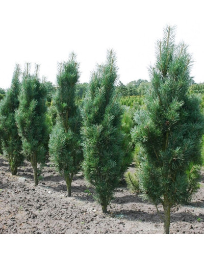 Сосна звичайна Фастігіата | Сосна обыкновенная Фастигиата | Pinus sylvestris Fastigiata