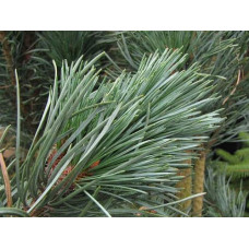 Сосна звичайна Фастігіата | Сосна обыкновенная Фастигиата | Pinus sylvestris Fastigiata