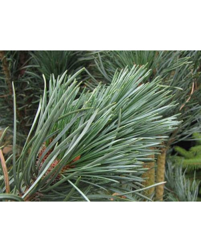 Сосна звичайна Фастігіата | Сосна обыкновенная Фастигиата | Pinus sylvestris Fastigiata