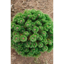 Сосна гірська Шервуд Компакт | Pinus mugo Sherwood Compact | Сосна горная Шервуд Компакт