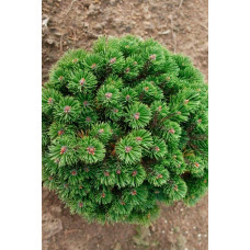 Сосна гірська Шервуд Компакт | Pinus mugo Sherwood Compact | Сосна горная Шервуд Компакт