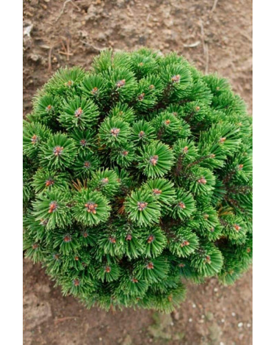 Сосна гірська Шервуд Компакт | Pinus mugo Sherwood Compact | Сосна горная Шервуд Компакт