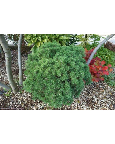 Сосна гірська Шервуд Компакт | Pinus mugo Sherwood Compact | Сосна горная Шервуд Компакт