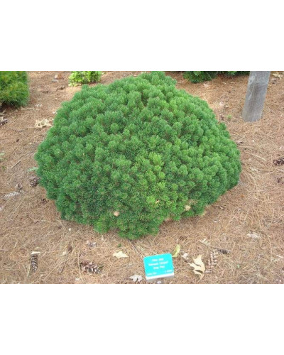 Сосна гірська Шервуд Компакт | Pinus mugo Sherwood Compact | Сосна горная Шервуд Компакт
