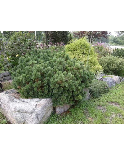 Сосна гірська Шервуд Компакт | Pinus mugo Sherwood Compact | Сосна горная Шервуд Компакт