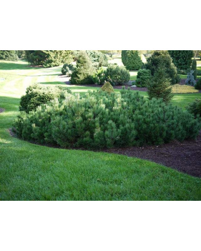 Сосна гірська Шервуд Компакт | Pinus mugo Sherwood Compact | Сосна горная Шервуд Компакт