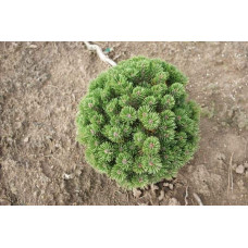 Сосна гірська Шервуд Компакт | Pinus mugo Sherwood Compact | Сосна горная Шервуд Компакт