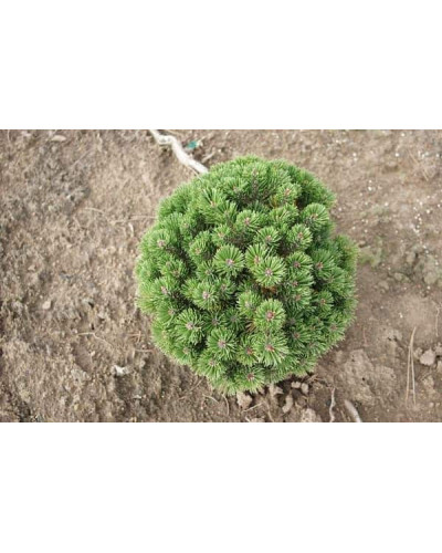Сосна гірська Шервуд Компакт | Pinus mugo Sherwood Compact | Сосна горная Шервуд Компакт