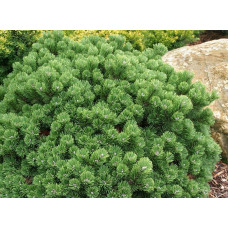Сосна гірська Шервуд Компакт | Pinus mugo Sherwood Compact | Сосна горная Шервуд Компакт