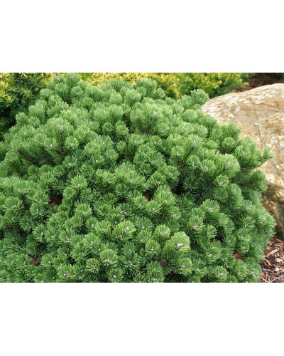 Сосна гірська Шервуд Компакт | Pinus mugo Sherwood Compact | Сосна горная Шервуд Компакт