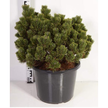 Сосна гірська Шервуд Компакт | Pinus mugo Sherwood Compact | Сосна горная Шервуд Компакт