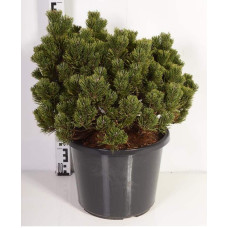 Сосна гірська Шервуд Компакт | Pinus mugo Sherwood Compact | Сосна горная Шервуд Компакт