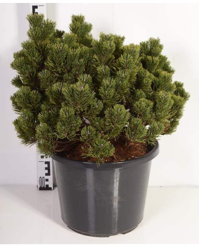 Сосна гірська Шервуд Компакт | Pinus mugo Sherwood Compact | Сосна горная Шервуд Компакт