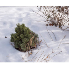 Сосна гірська Шервуд Компакт | Pinus mugo Sherwood Compact | Сосна горная Шервуд Компакт