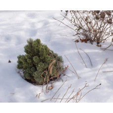Сосна гірська Шервуд Компакт | Pinus mugo Sherwood Compact | Сосна горная Шервуд Компакт
