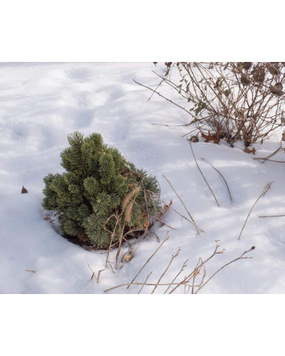 Сосна гірська Шервуд Компакт | Pinus mugo Sherwood Compact | Сосна горная Шервуд Компакт