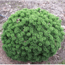 Сосна гірська Шервуд Компакт | Pinus mugo Sherwood Compact | Сосна горная Шервуд Компакт
