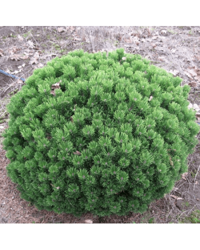 Сосна гірська Шервуд Компакт | Pinus mugo Sherwood Compact | Сосна горная Шервуд Компакт