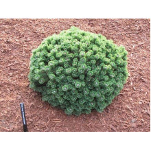 Сосна гірська Шервуд Компакт | Pinus mugo Sherwood Compact | Сосна горная Шервуд Компакт
