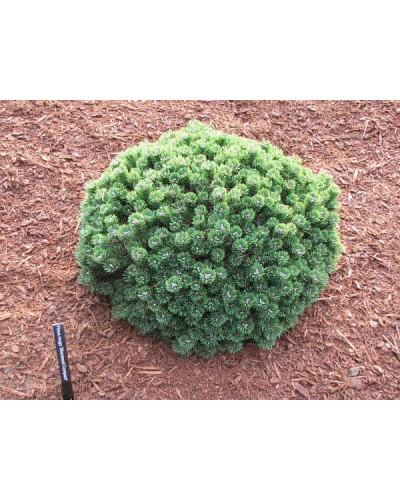 Сосна гірська Шервуд Компакт | Pinus mugo Sherwood Compact | Сосна горная Шервуд Компакт