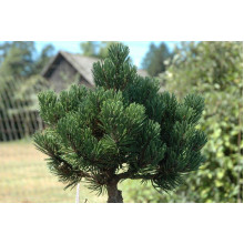 Сосна гірська Шервуд Компакт | Pinus mugo Sherwood Compact | Сосна горная Шервуд Компакт