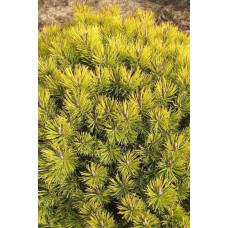 Сосна гірська Офір | Сосна горная Офир | Pinus mugo Ophir