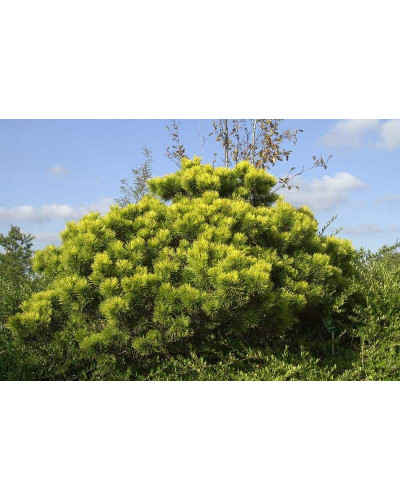 Сосна гірська Офір | Сосна горная Офир | Pinus mugo Ophir
