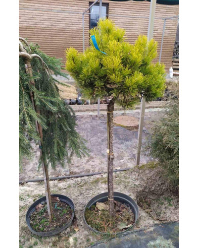 Сосна гірська Офір | Сосна горная Офир | Pinus mugo Ophir