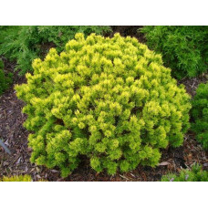 Сосна гірська Офір | Сосна горная Офир | Pinus mugo Ophir