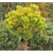 Сосна гірська Офір | Сосна горная Офир | Pinus mugo Ophir