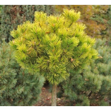 Сосна гірська Офір | Сосна горная Офир | Pinus mugo Ophir