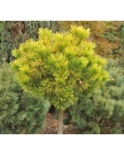 Сосна гірська Офір | Сосна горная Офир | Pinus mugo Ophir