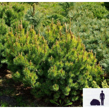 Сосна гірська Офір | Сосна горная Офир | Pinus mugo Ophir