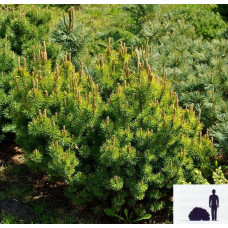 Сосна гірська Офір | Сосна горная Офир | Pinus mugo Ophir