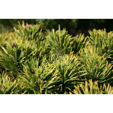 Сосна гірська Офір | Сосна горная Офир | Pinus mugo Ophir