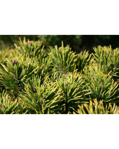 Сосна гірська Офір | Сосна горная Офир | Pinus mugo Ophir