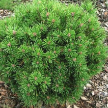 Сосна гірська Міні Мопс | Сосна горная Мини Мопс | Pinus mugo Mini Mops